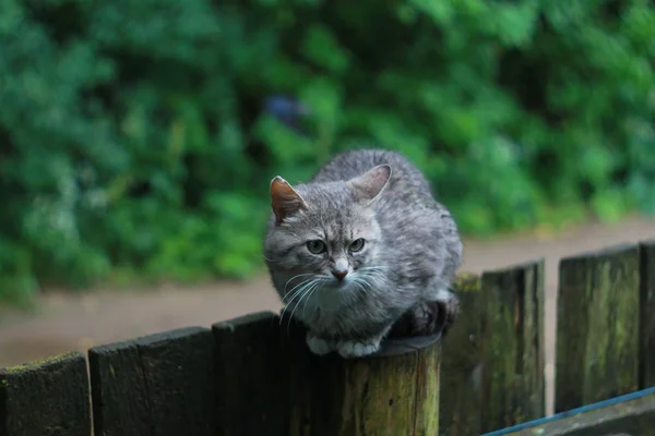Grey angry cat outdoors portrait