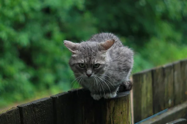 Gri kızgın kedi açık havada dikey