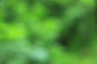 Yaz yeşil orman bokeh arka plan deseni