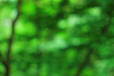 Yaz yeşil orman bokeh arka plan deseni