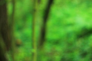 Yaz yeşil orman bokeh arka plan deseni