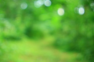 Yaz yeşil orman bokeh arka plan deseni