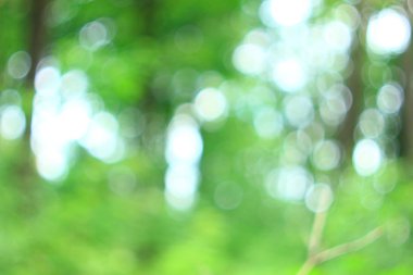 Yaz yeşil orman bokeh arka plan deseni