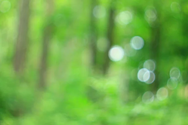 Yaz yeşil orman bokeh arka plan deseni
