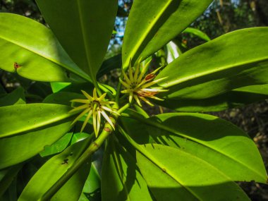 Flora ve Fauna, Malezya 'nın Tioman Adası' ndaki mangrov bölgesinde bulundu.