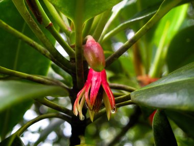 Flora ve Fauna, Malezya 'nın Tioman Adası' ndaki mangrov bölgesinde bulundu.