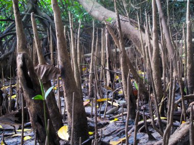 Flora ve Fauna, Malezya 'nın Tioman Adası' ndaki mangrov bölgesinde bulundu.
