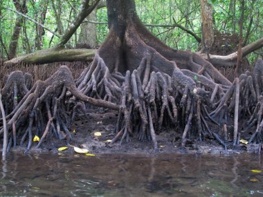 Flora ve Fauna, Malezya 'nın Tioman Adası' ndaki mangrov bölgesinde bulundu.