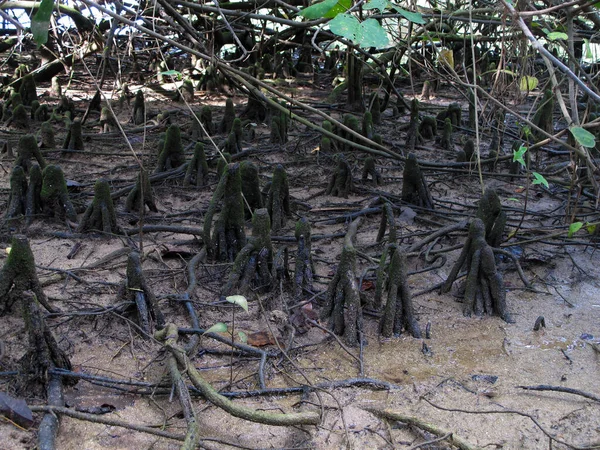 マレーシアのティオマン島のマングローブ地域で発見された動植物 — ストック写真