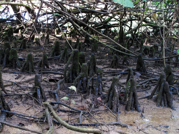 マレーシアのティオマン島のマングローブ地域で発見された動植物 — ストック写真