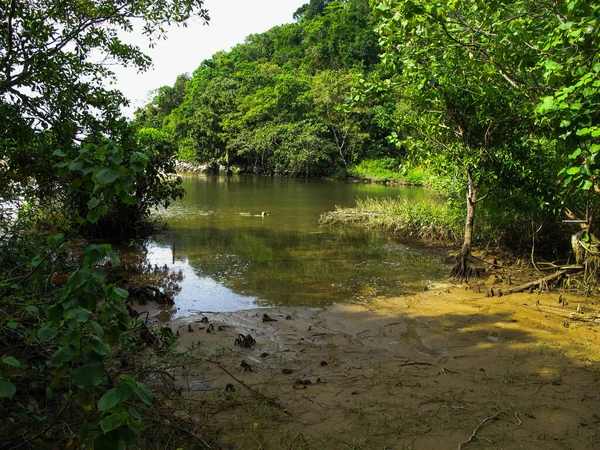 Flora Fauna Malezya Nın Tioman Adası Ndaki Mangrov Bölgesinde Bulundu — Stok fotoğraf