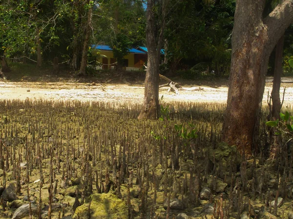 マレーシアのティオマン島のマングローブ地域で発見された動植物 — ストック写真