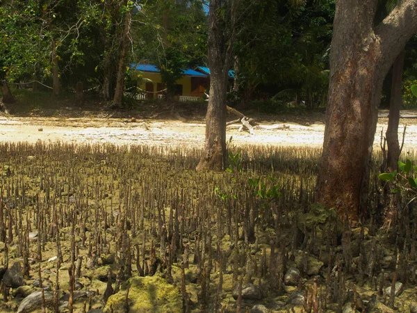 Flora Fauna Malezya Nın Tioman Adası Ndaki Mangrov Bölgesinde Bulundu — Stok fotoğraf