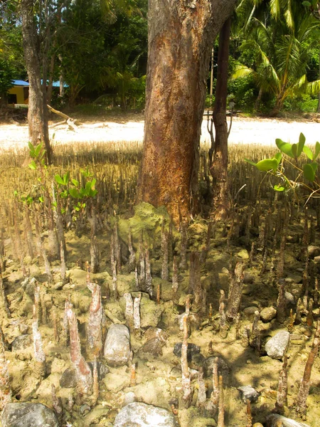マレーシアのティオマン島のマングローブ地域で発見された動植物 — ストック写真