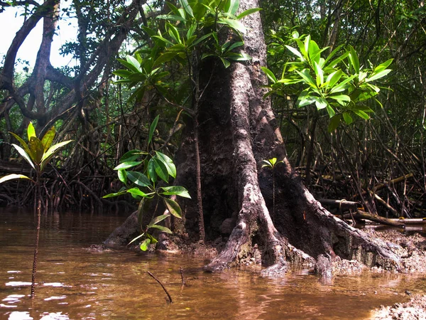 マレーシアのティオマン島にあるマングローブ地域に見られる動植物 — ストック写真