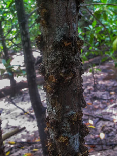 Flora ve Fauna, Malezya 'nın Tioman Adası' ndaki mangrov bölgesinde bulundu.
