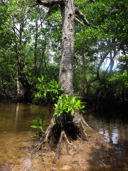 マレーシアのティオマン島にあるマングローブ地域に見られる動植物 — ストック写真