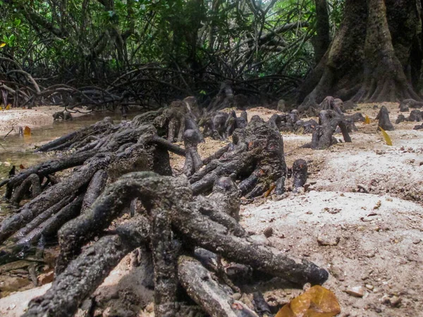 マレーシアのティオマン島にあるマングローブ地域に見られる動植物 — ストック写真