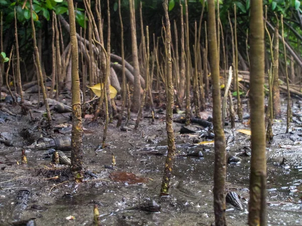 マレーシアのティオマン島にあるマングローブ地域に見られる動植物 — ストック写真