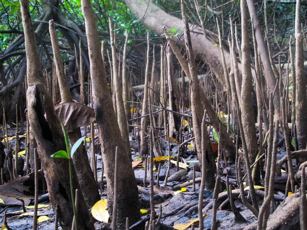 Flora ve Fauna, Malezya 'nın Tioman Adası' ndaki mangrov bölgesinde bulundu.