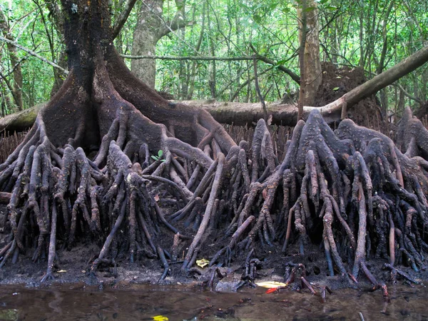 マレーシアのティオマン島にあるマングローブ地域に見られる動植物 — ストック写真