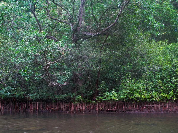 말레이시아 티오몬 홍수림 지역에서 식물상 동물상 — 스톡 사진