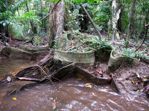 Flóra Fauna Nalezeny Mangrovníkové Oblasti Ostrově Tioman Malajsie — Stock fotografie