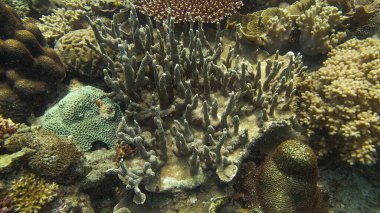 Malezya 'nın Tioman adasındaki mercan kayalıklarında güzel bir mercan bulundu.