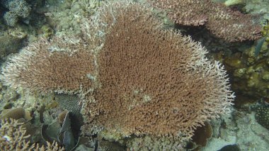 Malezya 'nın Tioman adasındaki mercan kayalıklarında güzel bir mercan bulundu.