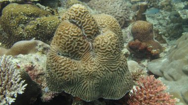 Malezya 'nın Tioman adasındaki mercan kayalıklarında güzel bir mercan bulundu.