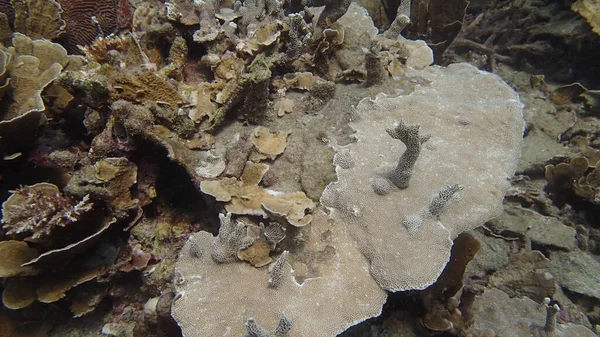 Malezya 'nın Tioman adasındaki mercan kayalıklarında güzel bir mercan bulundu.