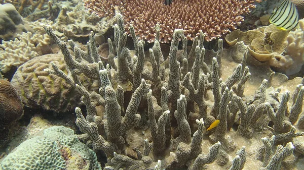 Malezya 'nın Tioman adasındaki mercan kayalıklarında güzel bir mercan bulundu.