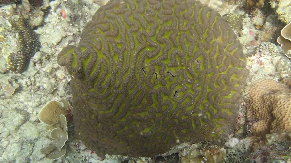 Hermoso Coral Encontrado Área Arrecife Coral Isla Tioman Malasia —  Fotos de Stock