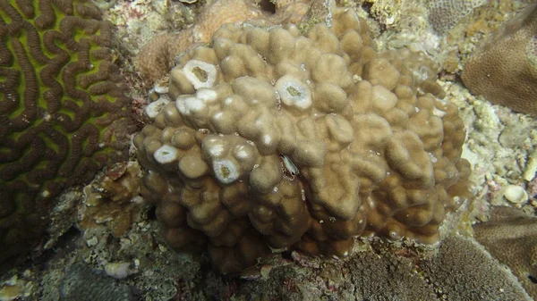 Hermoso Coral Encontrado Área Arrecife Coral Isla Tioman Malasia — Foto de Stock