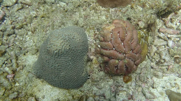 Belo Coral Encontrado Área Recife Coral Ilha Tioman Malásia — Fotografia de Stock
