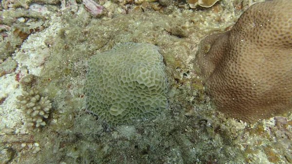 Hermoso Coral Encontrado Área Arrecife Coral Isla Tioman Malasia —  Fotos de Stock