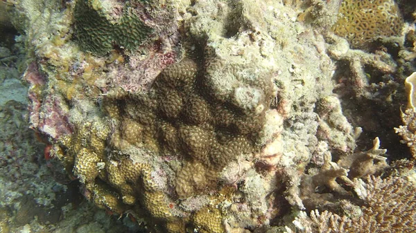 Schöne Korallen Korallenriffgebiet Auf Der Insel Tioman Malaysia — Stockfoto