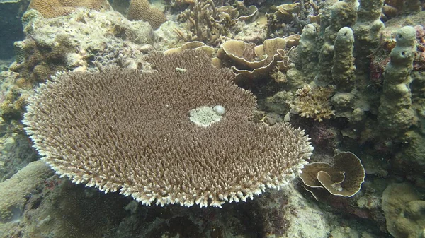 Belo Coral Encontrado Área Recife Coral Ilha Tioman Malásia — Fotografia de Stock