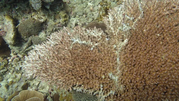 Όμορφα Κοράλλια Βρέθηκαν Κοραλλιογενή Ύφαλο Περιοχή Στο Νησί Tioman Μαλαισία — Φωτογραφία Αρχείου