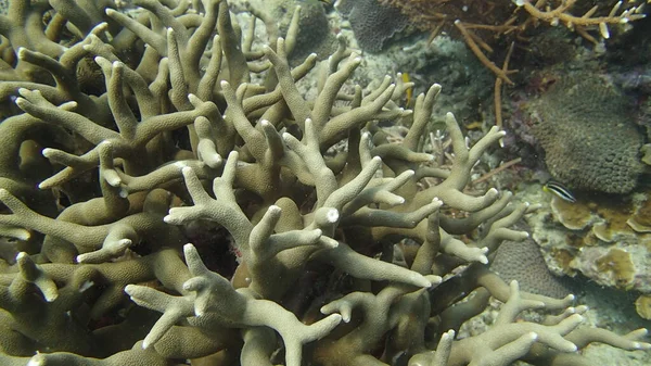 Hermoso Coral Encontrado Área Arrecife Coral Isla Tioman Malasia — Foto de Stock