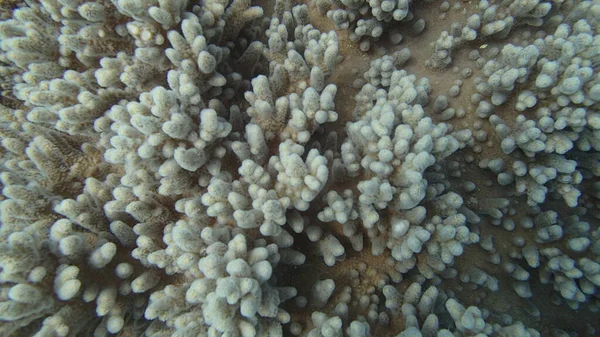 Vacker Korall Finns Vid Korallrev Område Tioman Malaysia — Stockfoto