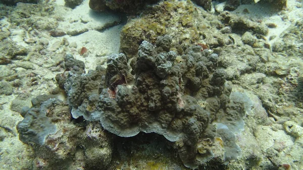 Coral Found Coral Reef Area Tioman Island Malaysia — Stock Photo, Image