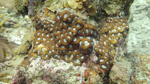 Corail Trouvé Zone Récif Corallien Île Tioman Malaisie — Photo