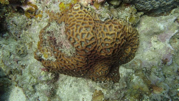 Coral Encontrado Área Arrecifes Coral Isla Tioman Malasia — Foto de Stock