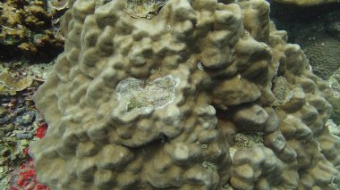 Malezya 'nın Tioman adasındaki mercan kayalıklarında mercan bulundu.