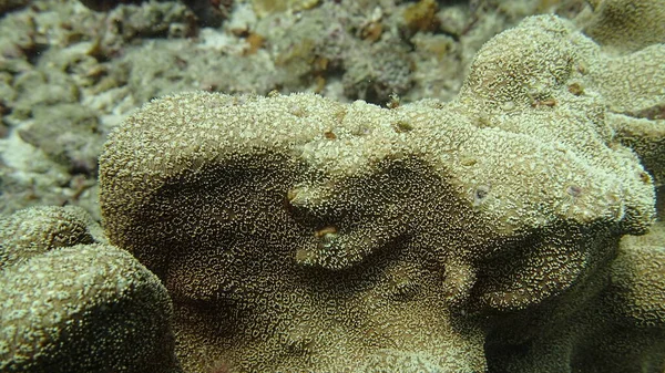 Corail Trouvé Zone Récif Corallien Île Tioman Malaisie — Photo