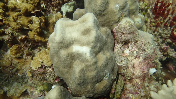 Coral Encontrado Área Recife Coral Ilha Tioman Malásia — Fotografia de Stock