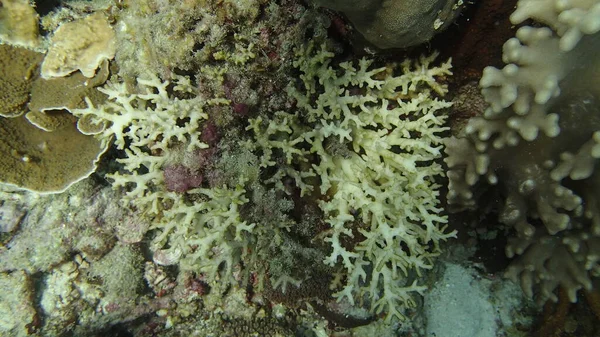 Coral Found Coral Reef Area Tioman Island Malaysia — Stock Photo, Image