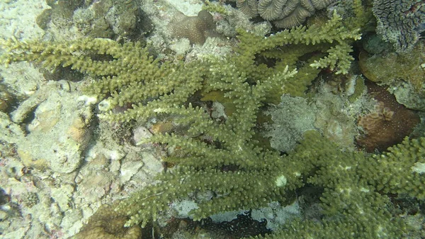 Korallen Korallenriffgebiet Der Insel Tioman Malaysia — Stockfoto