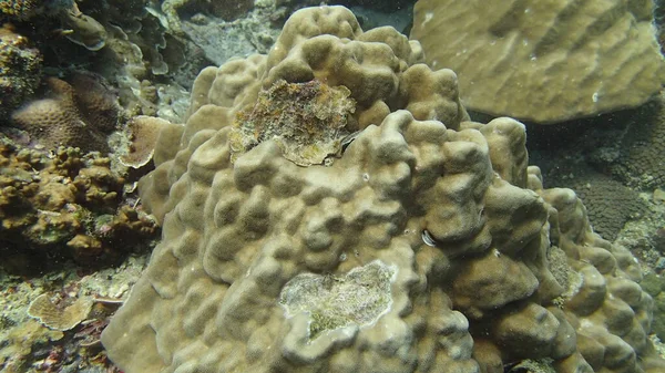 Coral Βρέθηκαν Κοραλλιογενή Ύφαλο Περιοχή Στο Νησί Tioman Μαλαισία — Φωτογραφία Αρχείου